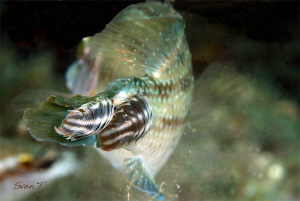 Anilocra found on body surface, occasionaly in the mouth. by Sven Tramaux 